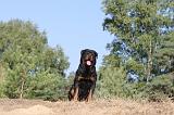 ROTTWEILER 036